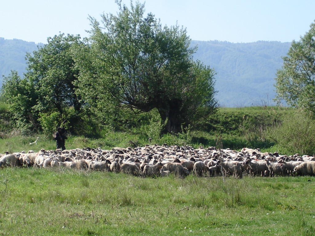 07-05-12 BLOG Saturday, May 12, 2007 - Dogs and Sheep pic 4