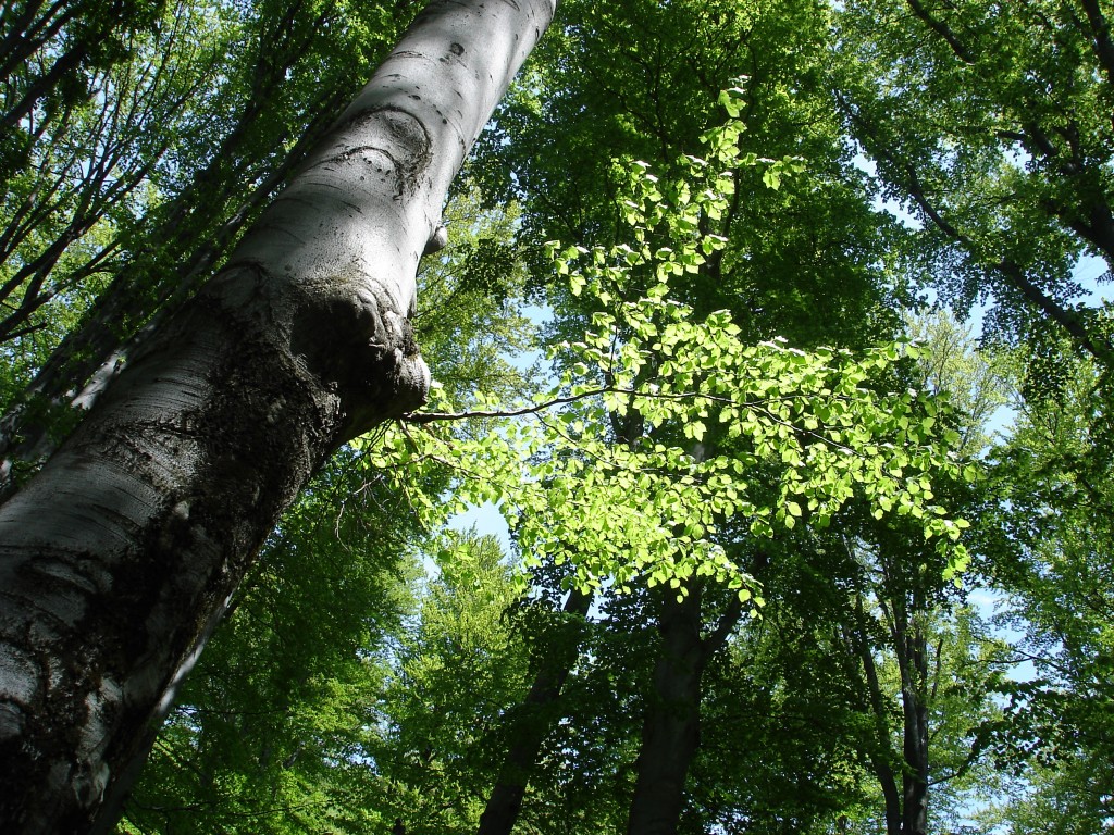 Sunday, May 13, 2007 — Sarmizegetusa pic 10