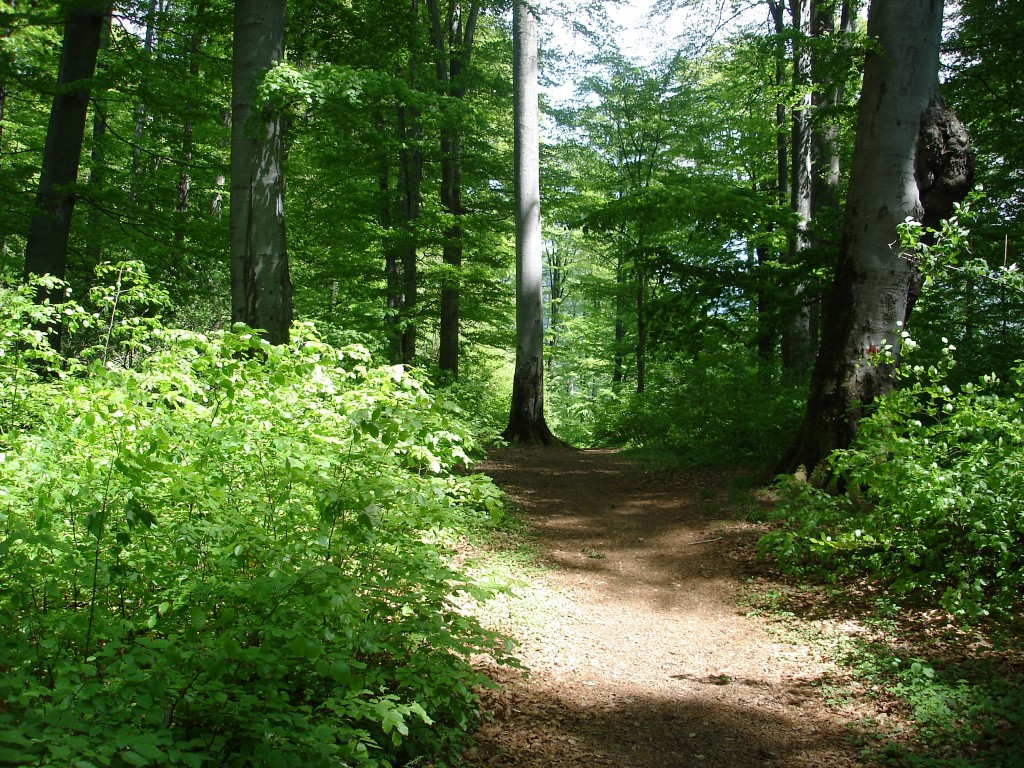 Sunday, May 13, 2007 — Sarmizegetusa pic 11