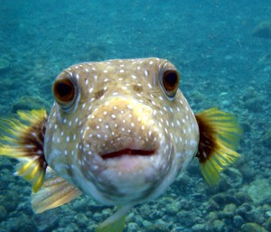 puffer_fish_1