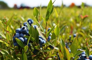http _thebikinichef.com_wp-content_uploads_2016_03_Wild-Blueberries-in-Maine-barrens