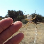 A lovely Argiope Lobata we came across. It's venomous, but not dangerous. Filip's fingers (I think) show the scale.