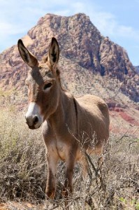 A Grand Canyon burro.