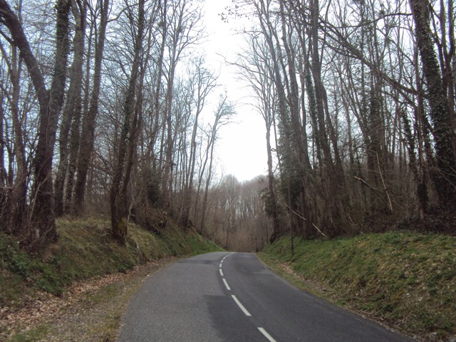 The forest approaching the caves.