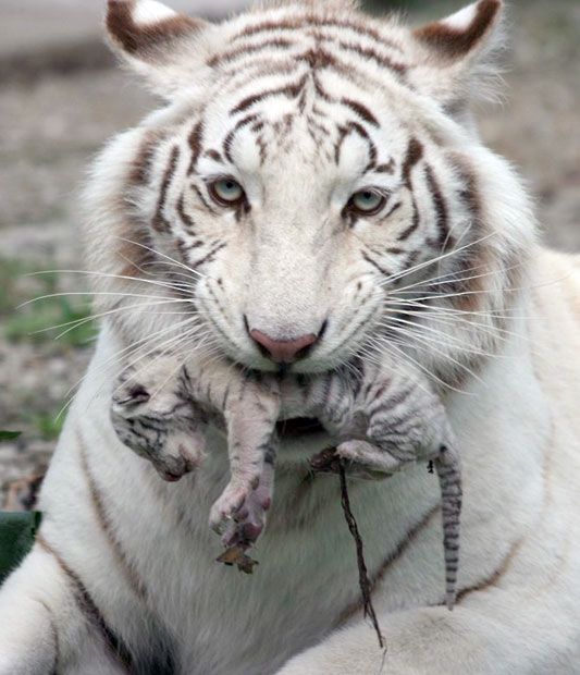 18-01-01 IMAGE Siberian tiger mom