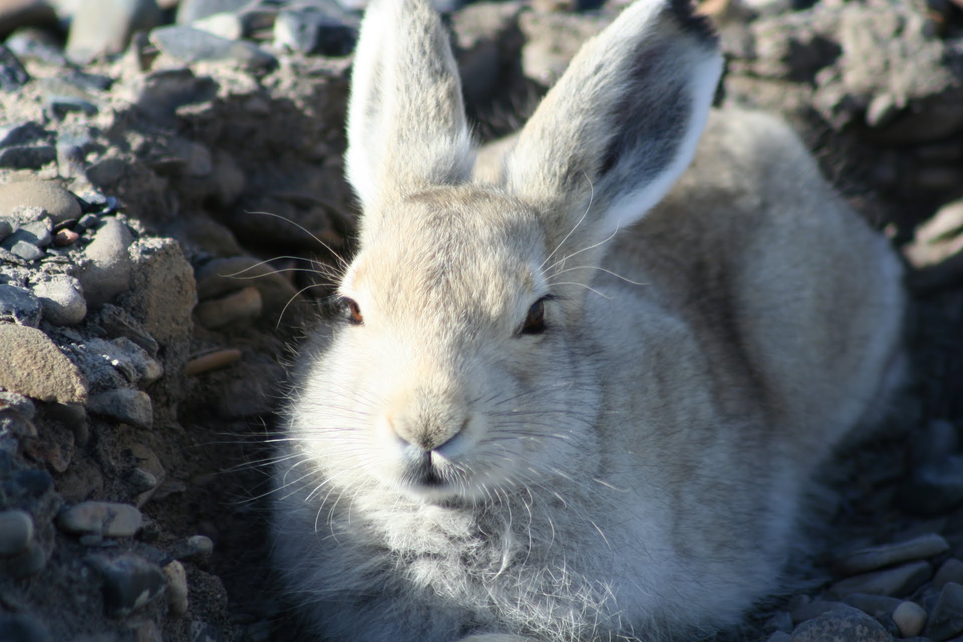 12-06-01 BLOG Image of the month - Arctic Hare