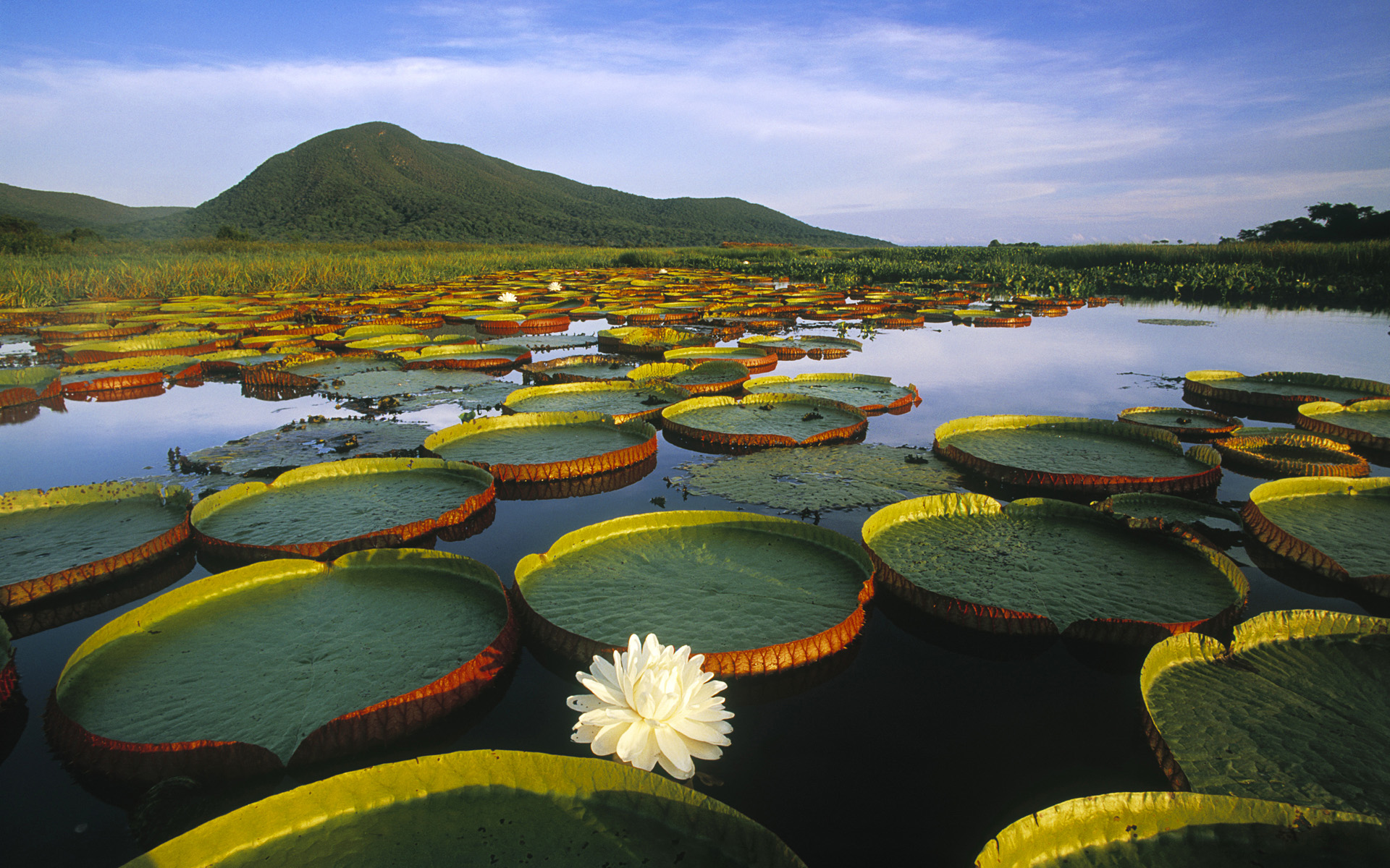 Victoria Regia Water Lily and Lily Pads